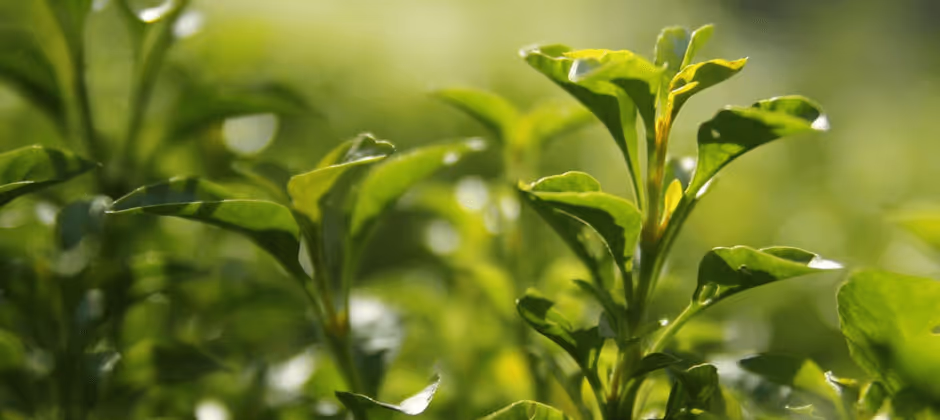Green tea leaves up close